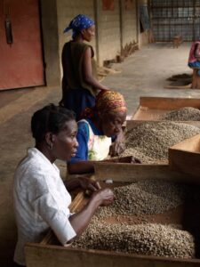 Le Café Haïtien : De la Colonisation à l’Excellence Mondiale