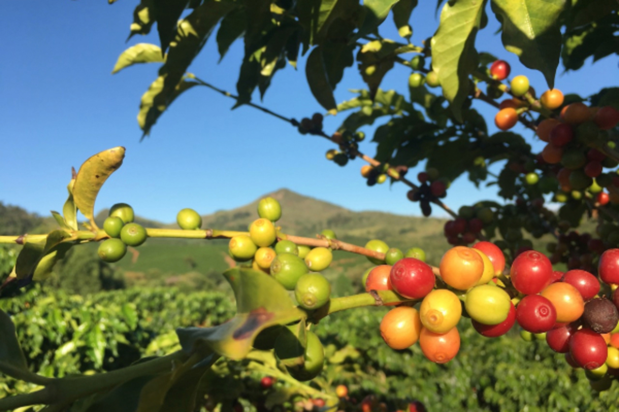 Café Sense Coffee : rareté exclusivité