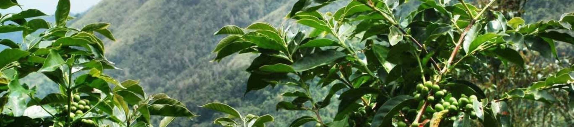 Passion du café haitien avec Sense Coffee Passion du café haitien avec Sense Coffee
